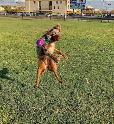 My dog trying to catch a ball... : r/WhatsWrongWithYourDog