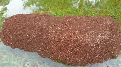 Raft of floating FIRE ANTS in Hurricane Harvey flood waters is mesmerising - but terrifyingly ...