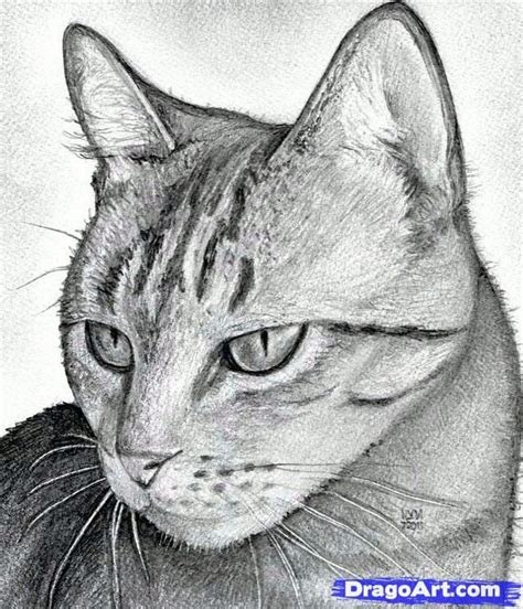 How To Draw A Cat Head, Draw A Realistic Cat, Step by Step, Drawing ...