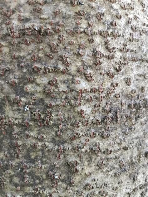 Texture of the Bark of an Old Aspen Tree Full-size Photo Stock Photo - Image of abstract, aging ...