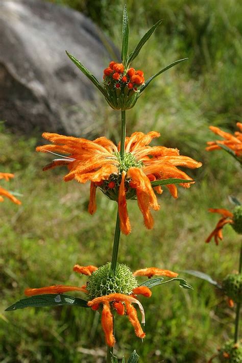 Leonotis leonurus Seeds £3.25 from Chiltern Seeds - Chiltern Seeds ...