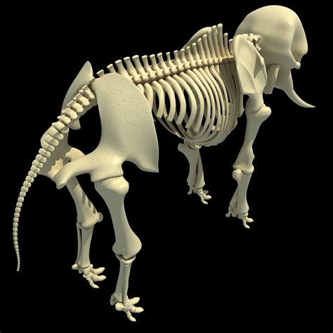 African Elephant Skeleton - Animal Skeletons | Animal skeletons ...