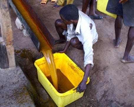 Palm Oil Extraction Process, Methods, Steps | Agri Farming