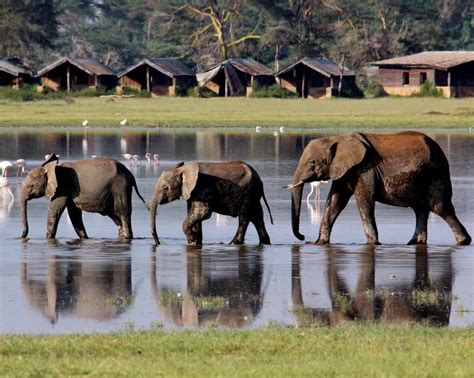 An elephant family wading in Amboseli National Park, Kenya ...