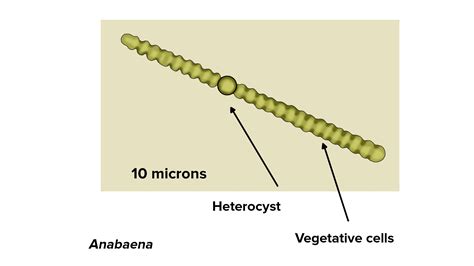 Anabaena Cell Labeled