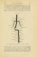 Category:Suidae anatomy - Wikimedia Commons