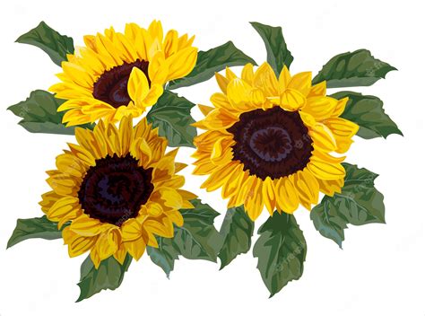 Premium Vector | Sunflower bouquet