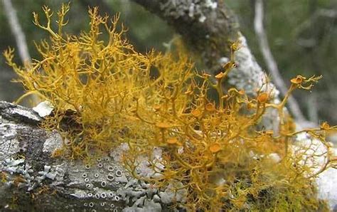 Fruticose lichen - Alchetron, The Free Social Encyclopedia