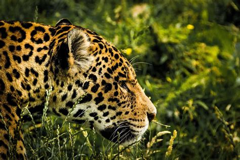 New study reveals habitat that could increase jaguar numbers