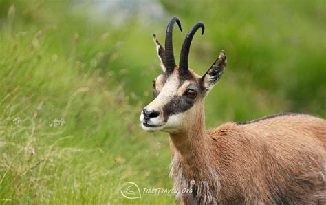 Tibetan antelopes have completed migration in nature reserve