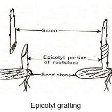 Epicotyl Graftng In Mango – ScienceOpen