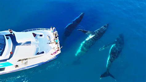 Tasman Venture Whale Watching Hervey Bay | Visit Fraser Coast