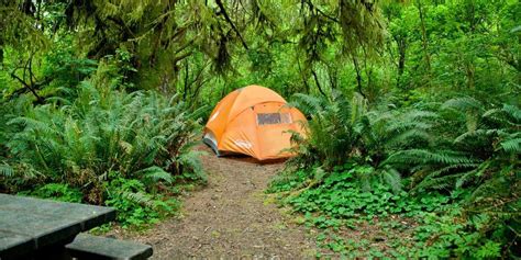 Camping in the Redwoods | Visit California | Kamp, Ormanlar, Doğa