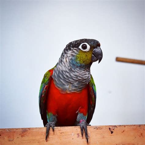 Crimson bellied conure | Conure, Nature pictures, Bird feathers