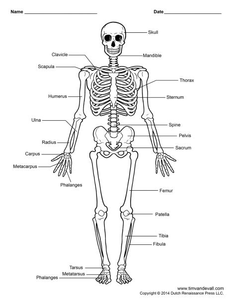 Human Skeleton Print Cut Outs | Best Diagram Collection