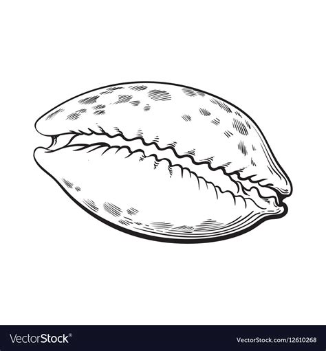 Cowrie or cowry sea shell sketch style Royalty Free Vector