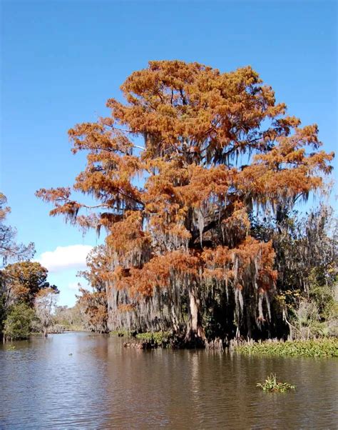 Bald Cypress – Sentinels of the Swamp – BAYOU WOMAN