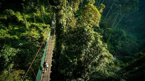 To see Malaysia’s elusive wildlife, take a walk in the trees