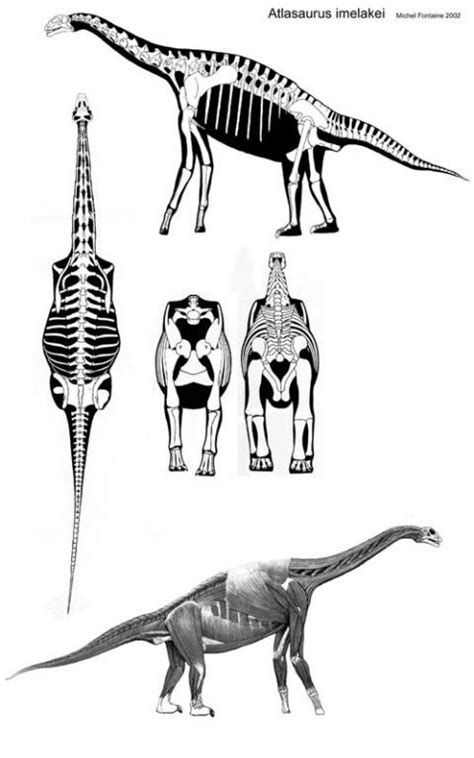 Atlasaurus Pictures & Facts - The Dinosaur Database