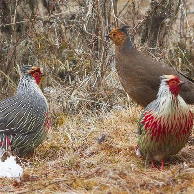 Blood Pheasant (Ithaginis cruentus) :: BirdWeather