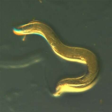 Worms fed a natural plant extract fatten, live 40% longer - My Best Medicine