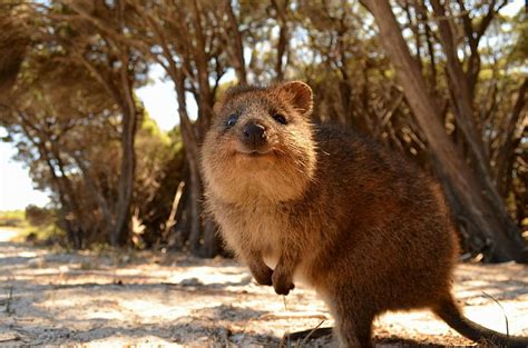 2560x1440px | free download | HD wallpaper: animals australia quokka | Wallpaper Flare