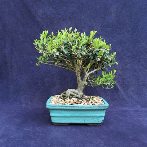 Yaupon Holly Bonsai Specimen In 8 Ceramic Bonsai Pot | Etsy