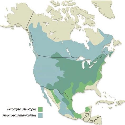 VEL bait recipe for Peromyscus capture. | Download Scientific Diagram