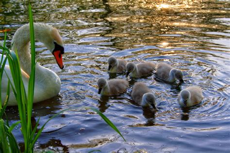 Wallpaper : 1920x1280 px, animals, babies, birds, cute, grass, lakes ...