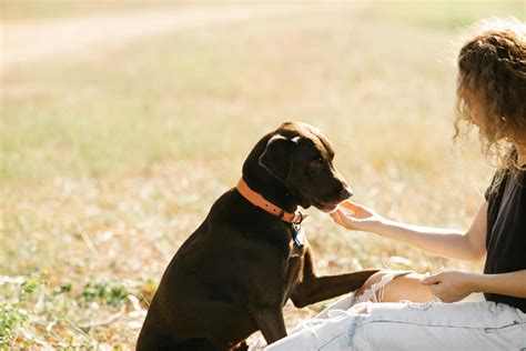 A Woman Grooming a Dog · Free Stock Photo