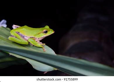 Emerald Green Tree Frog Stock Photo 91755899 | Shutterstock