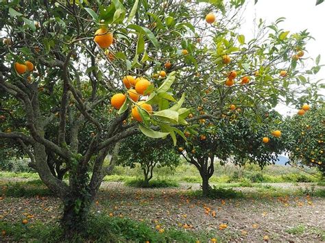 Citrus greening disease can infect an entire tree weeks before symptoms ...