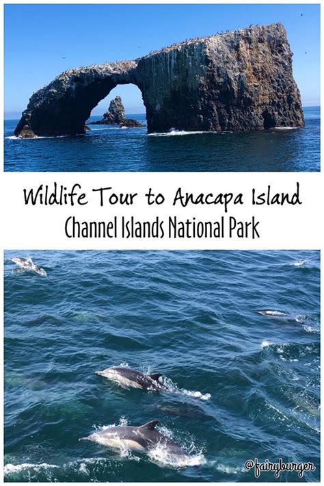 Wildlife Tour to Anacapa Island - fairyburger