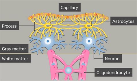 Astrocytes - Location, Structure, and Function