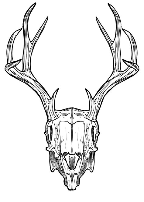 Download Skull, Horns, Antlers. Royalty-Free Stock Illustration Image ...