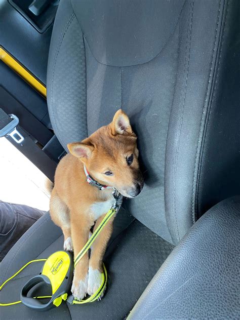 How to Crate Train a Shiba Inu Puppy | Wag!