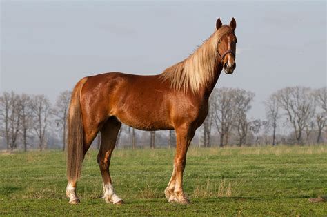 Breed Profile: The American Saddlebred Horse