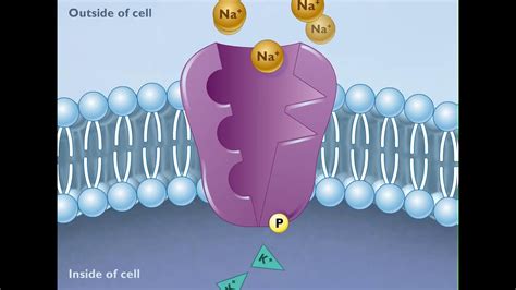 How the Sodium Potassium Pump Works HD Animation - YouTube