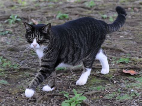 tabby with white belly | dark gray tabby she cat with white paws muzzle chest belly and black ...