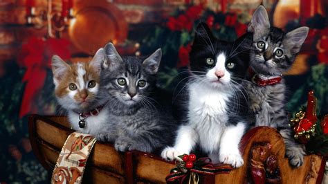 Christmas Cat Wallpaper (75+ images)