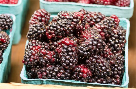 What Are Marionberries?