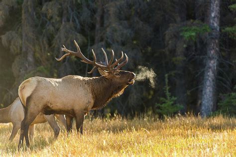 Bull Elk Bugling | ubicaciondepersonas.cdmx.gob.mx