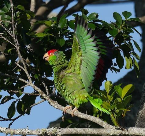 Red-crowned Parrot – birdfinding.info