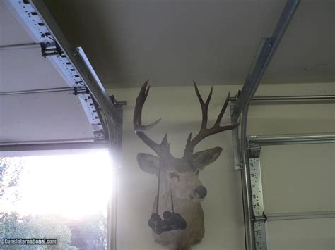 Collection of Trophy Mule Deer Mounts