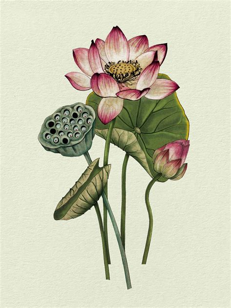 Pin di Rinda Sabin su Art | Dipingere fiori, Fiore di loto, Illustrazione botanica