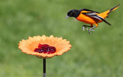 Oriole Bird Feeder Grape Jelly