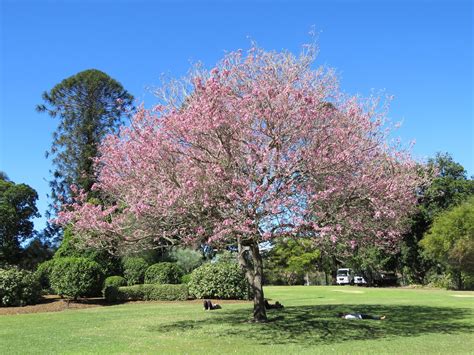 Pink Trumpet Tree a possible cure for climate changed gardens