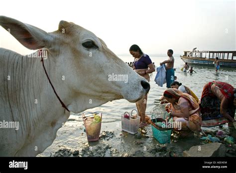 Holy cow morning puja ceremony hi-res stock photography and images - Alamy