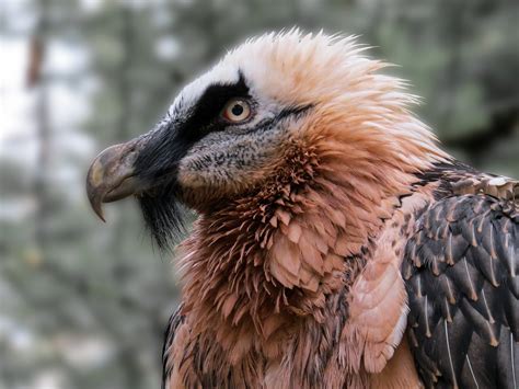 What is a Bearded Vulture? 'Unique Alpine Birds of Prey' — Miramonti Corteno