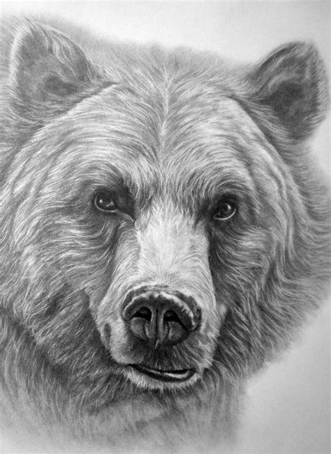 Schöne Grizzlybär-Zeichnung! | Bear paintings, Grizzly bear drawing, Bear drawing